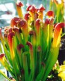 /album/fotogaleria-sarracenia/images-1-jpg14/